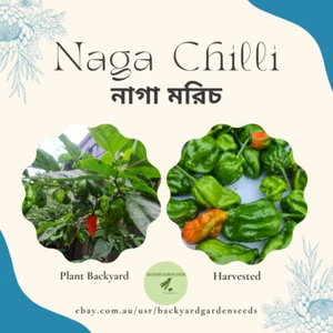 Naga Chilli (নাগা মরিচ)-A Deadly Hot Chili Bhut Jolokia/Ghost Chilli 10-15 Seeds - Picture 1 of 6