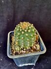 Pygmaeocereus+bieblii%2C+cactus+plant