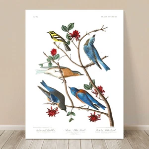 FAMOUS BIRD ART ~ CANVAS PRINT 8x12" ~ JOHN AUDUBON ~ Blue Birds & Warbler - Picture 1 of 1