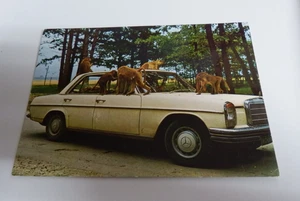 AK Ansichtskarte Safaripark Gänserndorf, Mercedes - Bild 1 von 2