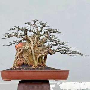 Bonsai live tree || Ficus Amplas || Medium size || Old tree || On the rock style - Picture 1 of 1