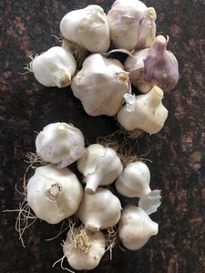 GARLIC Bulbs, Organic, ~6 types hard & soft mixed, Eat / plant - FREE SHIPPING - Picture 1 of 5