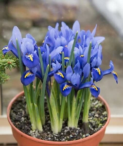 10x Iris Reticulata Harmony Bulbs Blue Spring Flowering Garden Dwarf Flowres - Picture 1 of 11