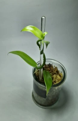 Vanilla Planifolia Vanillier Orchidée Vanille Plante Rare de Vanille Bourbon - Imagen 1 de 4