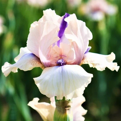 Easy to Grow Bearded Iris Concertina Plant Bulbs, Flowers in Spring and Fall - Image 1 of 4