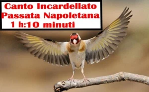 CANTO DI UN INCARDELLATO CON PASSATA NAPOLETANA CAMPAGNOLA ANCHE PER CARDELLINI - Imagen 1 de 1