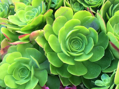 Succulents Cactus Rose Plants Gigantic Aeonium Arboreum Rosettes 1 Cutting 4"-6" - Image 1 of 4