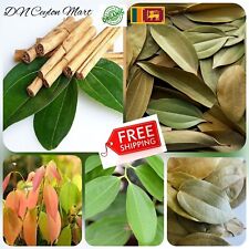 Dried Cinnamon Leaves Best Quality Herb Spices Healthy Whole Leaf Vegan Organic