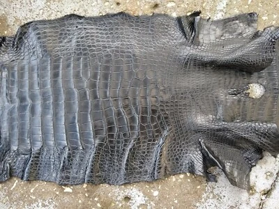 Wild American Alligator gator Hide Skin Pelt swamp leather Trophy Blk Oct27 Cave - Image 1 of 4