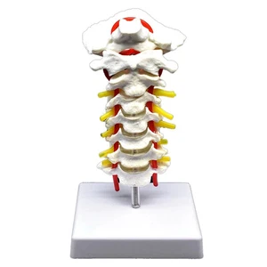 Vértebra Cervical Arteria Columna Nervios Espinales Modelo Anatómico Anatomía Ciencia - Imagen 1 de 8