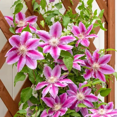 Planta de vid viva Dr. Ruppel Clematis - Maceta de 2,5" - Floraciones vibrantes y crecimiento resistente Foto 1 de 4