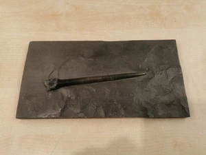Fossil Belemnit Donnerkeil T7786 - Bild 1 von 16