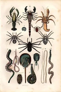 1866 REBAU HC LITHO horseshoe crab, scorpion, tarantula, crab, crawfish, leech - Picture 1 of 2