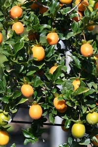 Diospyros armata pianta di caco selvatico di Sant'Andrea papola - Foto 1 di 2