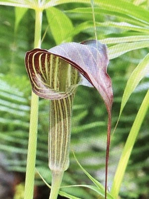 25 ARISAEMA CONSANGUINEUM Seeds -Himalayan Cobra Lily - Image 1 of 4