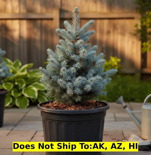 Montgomery Blue Spruce Tree in 3 Gal Pot Outdoor Evergreen Tree Picea Pungens - Image 1 of 3