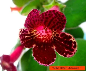Mini Kohleria Saliba "Bitter Chocolate", Jungpflanze + gratis Achimenes, Semper - Bild 1 von 6