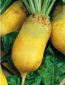 Fodder Beet Eckendorf Yellow 5g Seeds Beetroot For Feeding Animals Ukraine - Picture 1 of 3