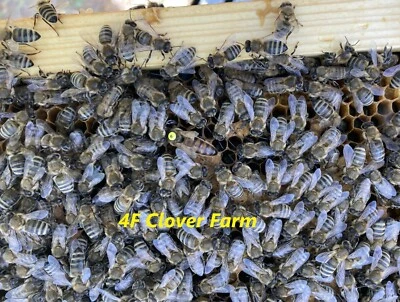 CAUCASIAN - NOMINAL 50% New ListingLive Caucasian Honey Bee Queen 50% * Mated, Marked & Laying * Ships 6-23-2025