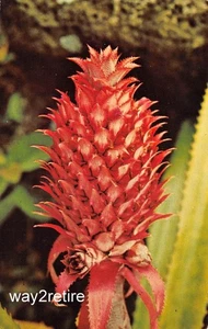 Postal HI flor de piña (piña comosus) Hawaii - Imagen 1 de 2