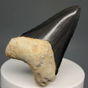 Beautiful Colors 1.92" Fossil MEGALODON Tooth - Bone Valley - Picture 1 of 7
