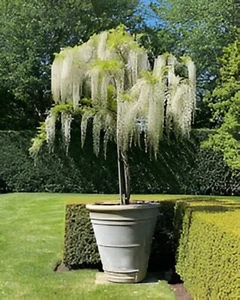 White Rain Wisteria Bonsai Tree seeds, with detailed growing instructions - Picture 1 of 5