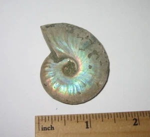 HERMOSO FÓSIL MARINO OCÉANO AMONITA OPALIZADA NATURAL 1.9" DE MADAGASCAR 29g *3 - Imagen 1 de 14