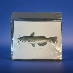 Sherman F Denton Bullhead Fish Giclee Print Vintage Art Adirondack Retro - Picture 1 of 5