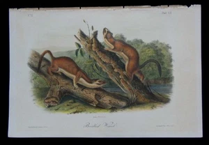 1851 Original Audubon 1st Ed Octavo Quadruped Long Tail Bridled Weasel Plate 60 - Picture 1 of 1