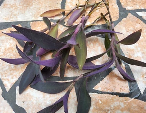 Tradescantia Pallida 'Purpurea Haert 6 Ableger - Bild 1 von 1