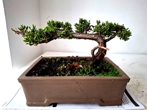 Bonsai Chinesischer Wacholder Juniperus chinensis - Windgepeitscht / Halbkaskade - Bild 1 von 6