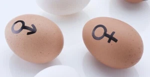 Fertility,🐣Gender, Sexing,TesterFor Birds,Hatching Eggs/Chicks Works EveryTime✅ - Picture 1 of 4