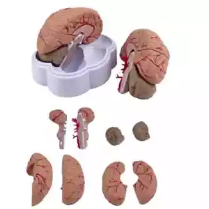 Conjunto médico modelo anatomía cerebral humano tamaño natural 8 piezas presupuesto arteria cerebral - Imagen 1 de 4