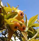 Crataegus Mexican Tejocote Manzanita Little Apple Hawthorn Berry 5 Seeds