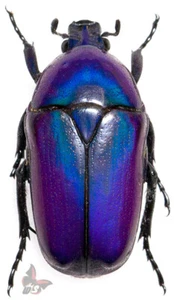 Chlorocala africana oertzeni-RARE!!( VIOLET/BLUE FORM), UNMOUNTED beetle - Picture 1 of 1