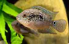 2 Jack Dempsey 3” + Male and Female / Breeding Pair