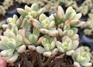 Jelly Bean Mikey variegated Sedum rubrotinctum mega rare Succulent plant Rooting - Picture 1 of 6