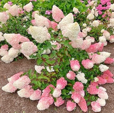 Pinky Winky Hydrangea Live Plant - 6-12" Tall - 1 Quart Pot - Dwarf - Zones 5-9 - Image 1 of 4