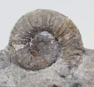 Nautiloid, Discoceras sp., Ordovizium, Gilberga, Öland, Schweden -L411 - Bild 1 von 8