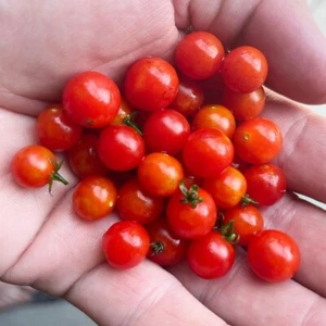 Spoon World's Tiniest Cherry Tomato Premium Seed Packet - Foto 1 di 1