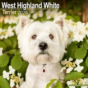 West Highland White Terrier 2026 Calendar | Dog Breed Gift 15% OFF MULTI ORDERS - Picture 1 of 8