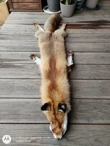 European High Mountains Wild Red Fox Pelt Fur Suitable For Taxidermy Arts Crafts - Picture 1 of 24