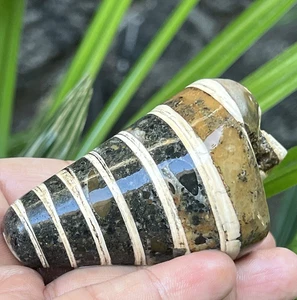 10 Cm Top Fossil Solid Rough Telescopium Cyrstal Fossil Molusca, Seashells - Picture 1 of 22