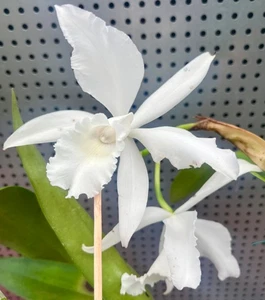 CATTLEYA HYBRID SNOW WHITE FRAGRANT ORCHID ROOTED CUTTINGS 055-3 - Foto 1 di 11