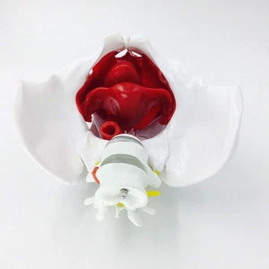 Human female Pelvis Models nature size Anatomical Model with Removable Organs - Picture 1 of 4