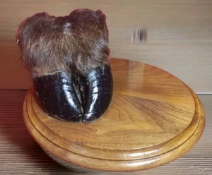 Casco de taxidermia con pie de búfalo/bisonte real antiguo montaje sobre base de nogal  - Imagen 1 de 4