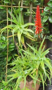 Aloe Candelabra, Aloe Arborescens, Krantz Aloe, potted 30cm - Picture 1 of 4