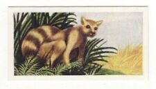 Animal Trade Card 1954. Lemur