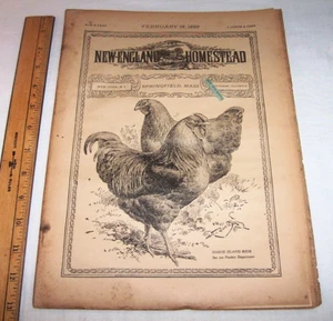 1899 New England Homestead ; Farming Poultry Rhode Island Reds Minnesota Indian - Picture 1 of 24