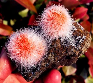 174,3 g ¡EXCELENTE! Fantástico espécimen natural de cristal de piedra solar dorada India ip1877 - Imagen 1 de 15